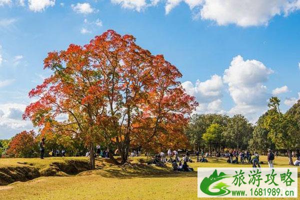 11月奈良还有鹿吗 奈良秋天怎么样