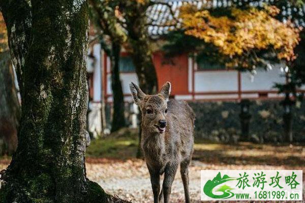 奈良公园有多少鹿 奈良公园的鹿几点回家