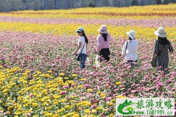 荻浦花海要门票吗 荻浦花海怎么样