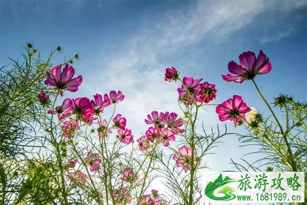 2022射阳江苏菊花文化艺术节10月18日开启 附菊花节活动内容