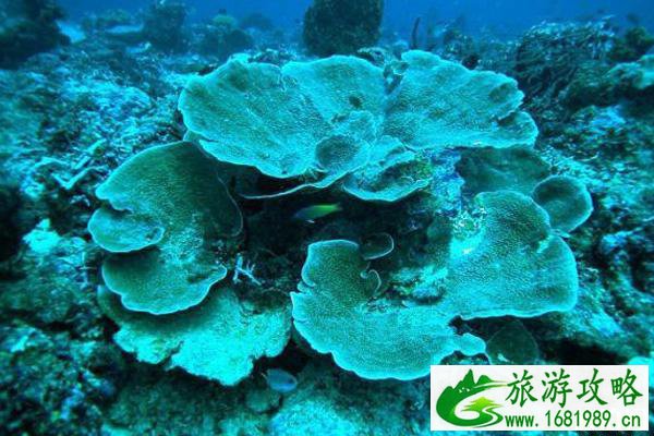 所罗门群岛旅游推荐 所罗门群岛旅游推荐