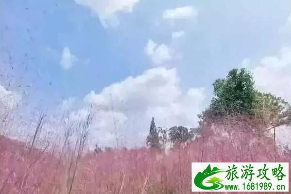 上海粉黛乱子草哪里有