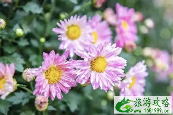 2022白鹿原影视城菊花展攻略