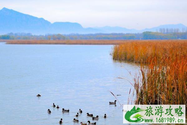 野鸭湖湿地公园好玩吗 北京野鸭湖湿地公园游玩攻略