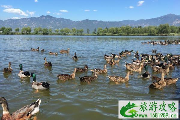 野鸭湖湿地公园在哪里 野鸭湖湿地公园什么时候去最好