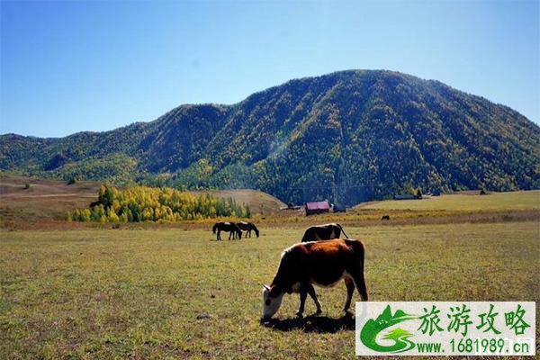 贾登峪国家森林公园景观怎么样 如何到达