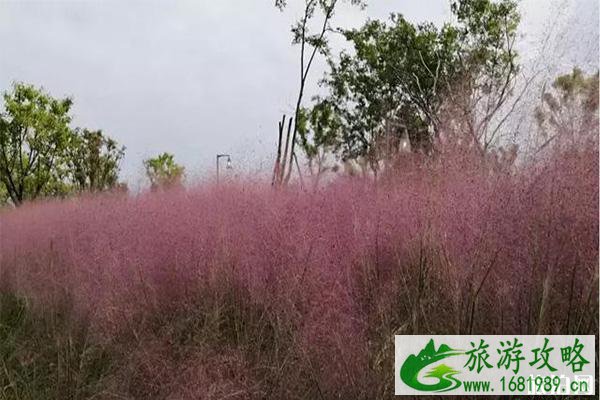 安顺虹山湖公园有粉黛乱子草吗 地点+有什么好玩的