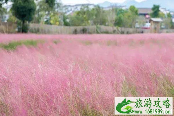 浦江粉黛乱子草在哪