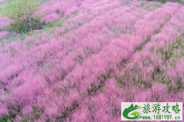 浦江粉黛乱子草在哪