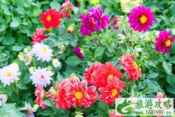 2022北京鲜花港菊花文化节 看点+交通+游玩指南