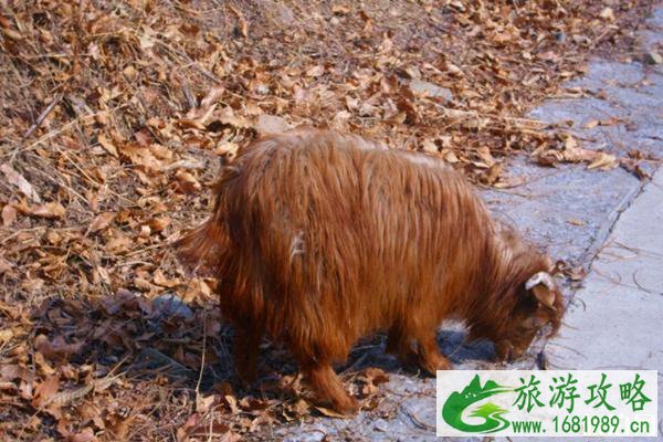 济南周边有什么好玩的 济南周边景点推荐