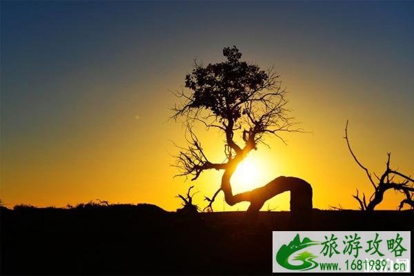 额济纳旗哪种出行方式性价比最高 额济纳旗哪种出行方式性价比最高