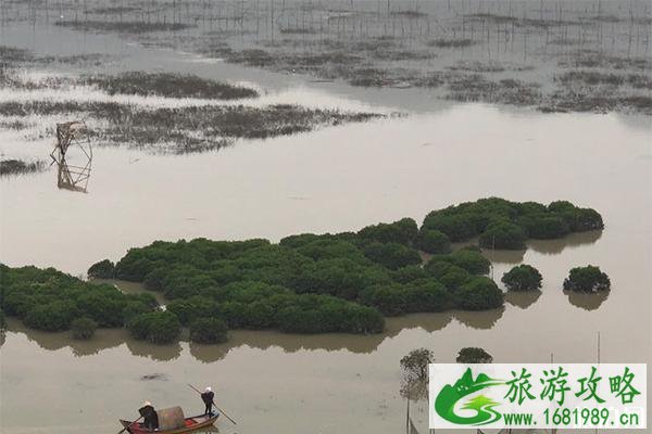 鹅湾红树林摄影点在哪里 拍照怎么样