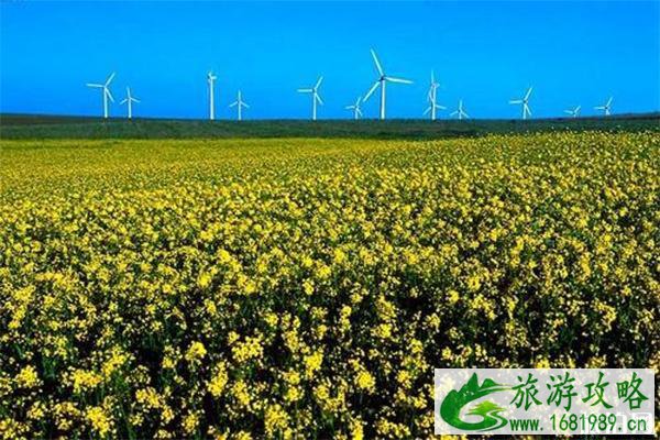 内蒙黄花沟好玩吗 交通路线指南 内蒙黄花沟好玩吗 交通路线指南