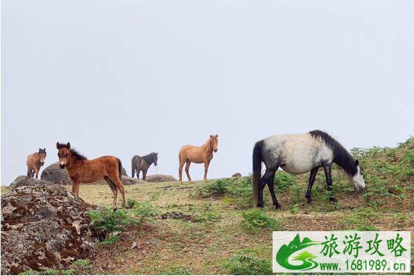 昆明轿子雪山旅游交通指南