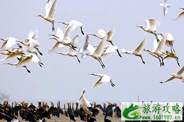 益阳林芳生态旅游村好玩吗  益阳林芳生态旅游村景点怎么样