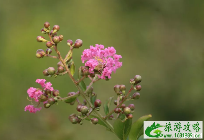 上海哪里有紫薇花 上海紫薇花观赏地推荐