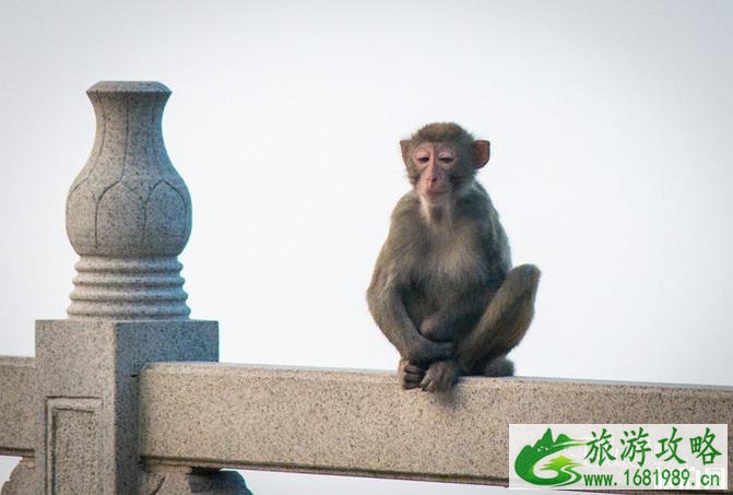 连云港花果山好玩吗 连云港花果山旅游攻略