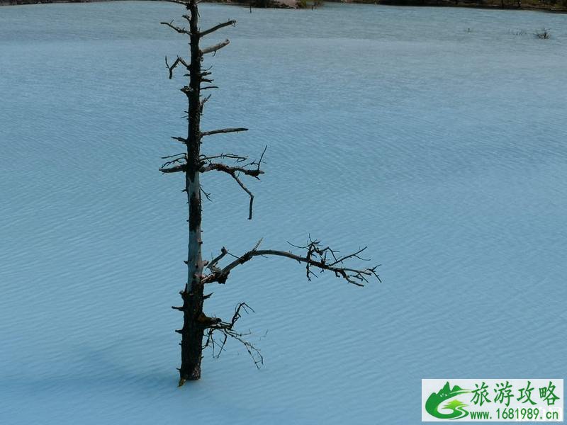 玉龙雪山旅游游记 玉龙雪山游记作文