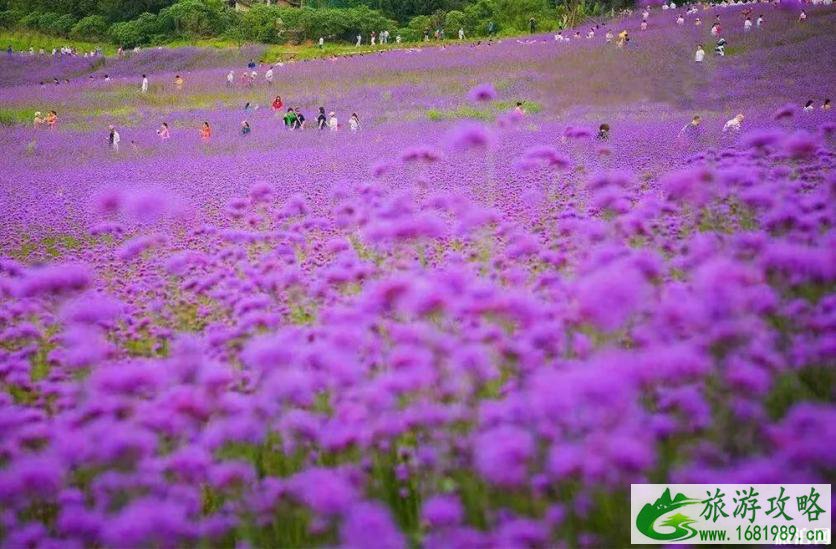 2022重庆綦江横山花仙谷中秋节有什么活动