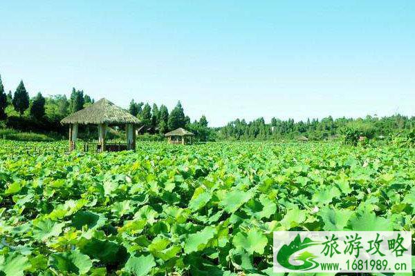 潼南香水百荷田园景点怎么去  游玩的景点有哪些