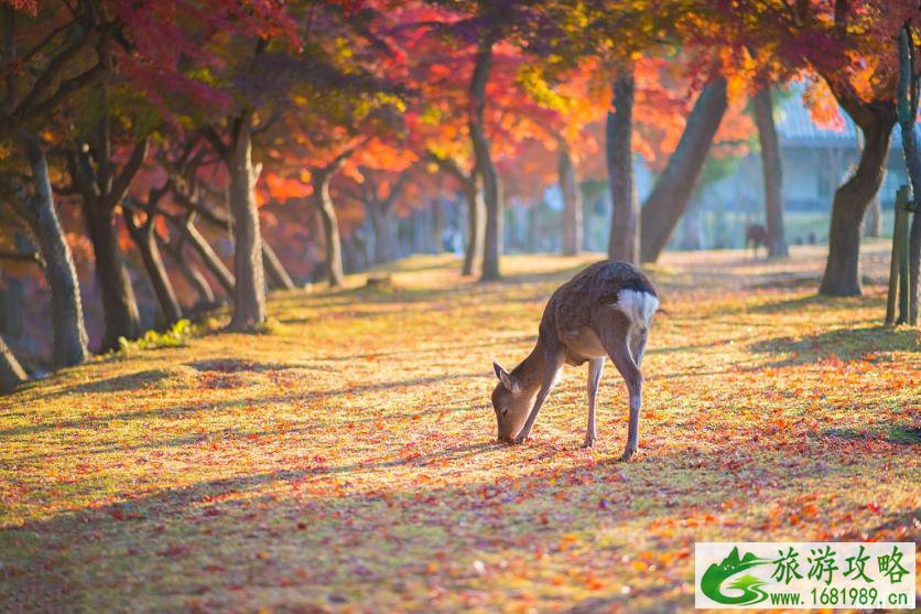 日本最佳旅游月份 日本什么时候去最好