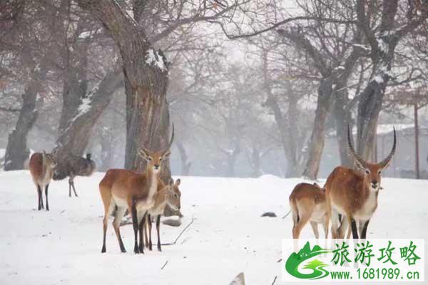 西安秦岭野生动物园好玩吗+游园线路+电话+官网