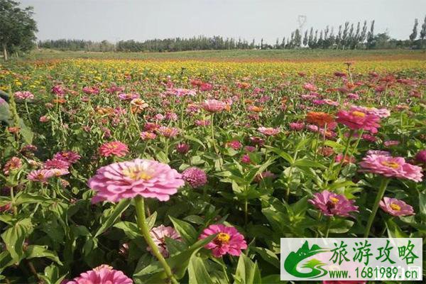 青铜峡金沙湾花海节门票多少钱