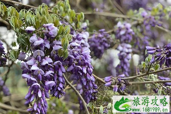 通州花仙子万花园门票多少钱