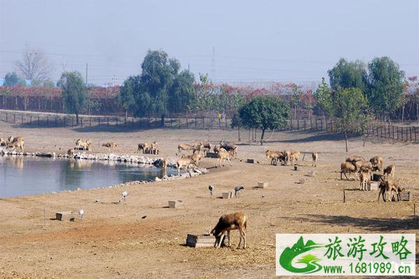 北京麋鹿苑博物馆电话多少+地址+交通路线