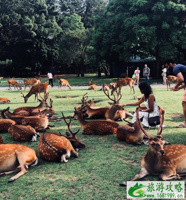 奈良喂鹿攻略及注意事项 奈良喂鹿在哪一站