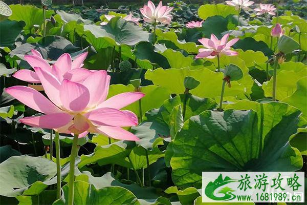 2022稻香湖景第六届荷花节 时间+活动内容