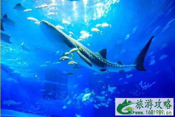 日本水族馆有哪些