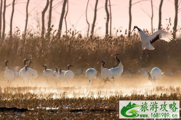 黄(渤)海候鸟栖息地申遗成功 2022中国世界遗产名单