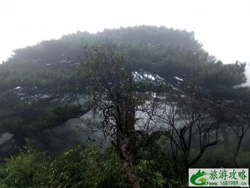 三清山最佳旅游时间 三清山有哪些美景