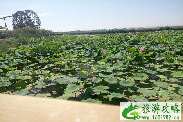 2022银川鸣翠湖荷花节7月20日开启