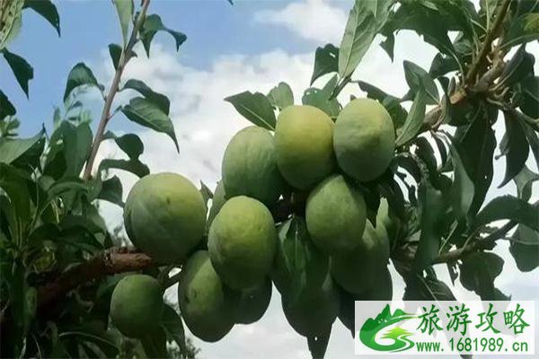 2022元谋新华乡村文化旅游节 活动内容+时间+自驾线路 2022元谋新华乡村文化旅游节 活动内容+时间+自驾线路