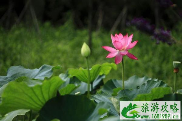 昆明荷花几月份开 2022昆明荷花观赏地点推荐+门票+最佳观赏时间