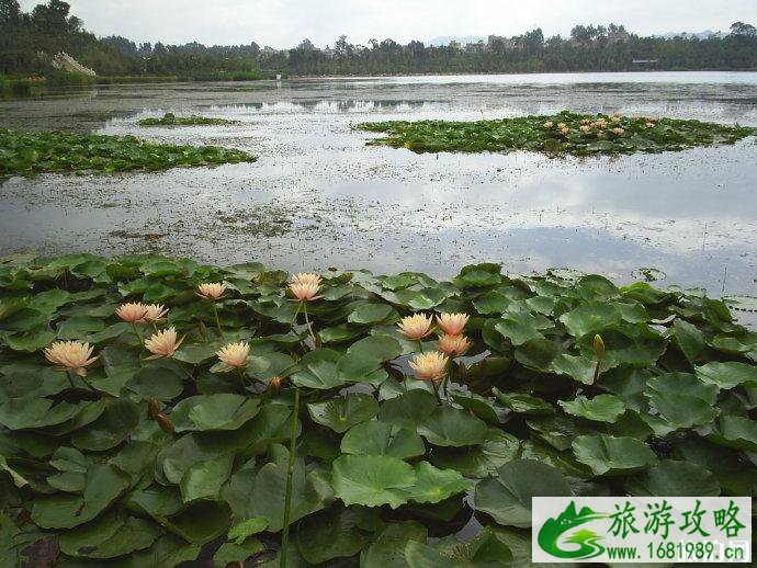 昆明荷花几月份开 2022昆明荷花观赏地点推荐+门票+最佳观赏时间