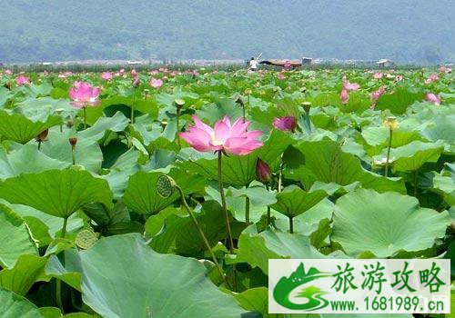 昆明荷花几月份开 2022昆明荷花观赏地点推荐+门票+最佳观赏时间