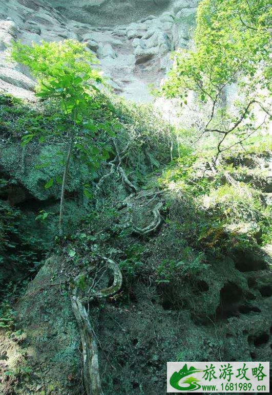 天柱峰景区在哪里 天柱峰景区游玩攻略