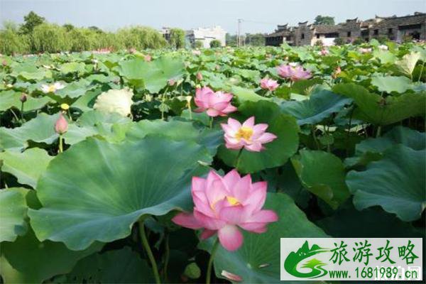 2022湖南东江湖流华湾荷花节赏玩指南