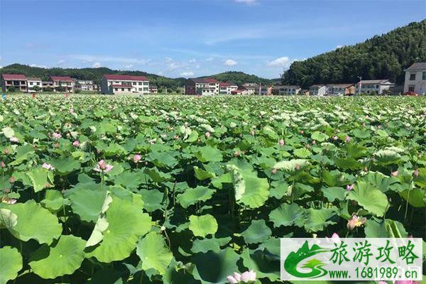 2022广东吴川蛤岭村荷花节7月6日开启