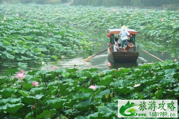 北京赏荷花最好的地方