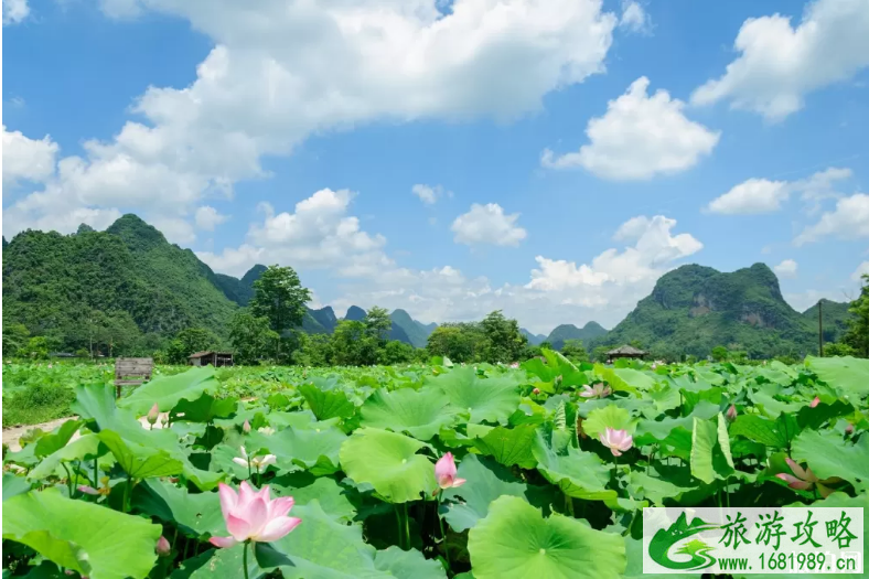 济南大明湖荷花几月开 2022济南荷花观赏地点推荐+门票+交通