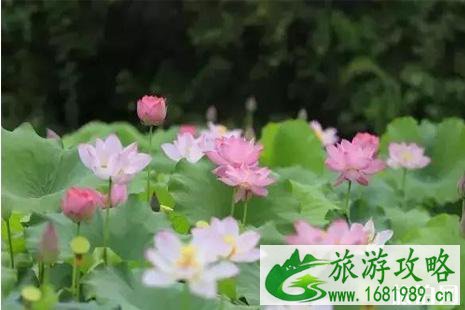 十堰看荷花在哪里+怎么去