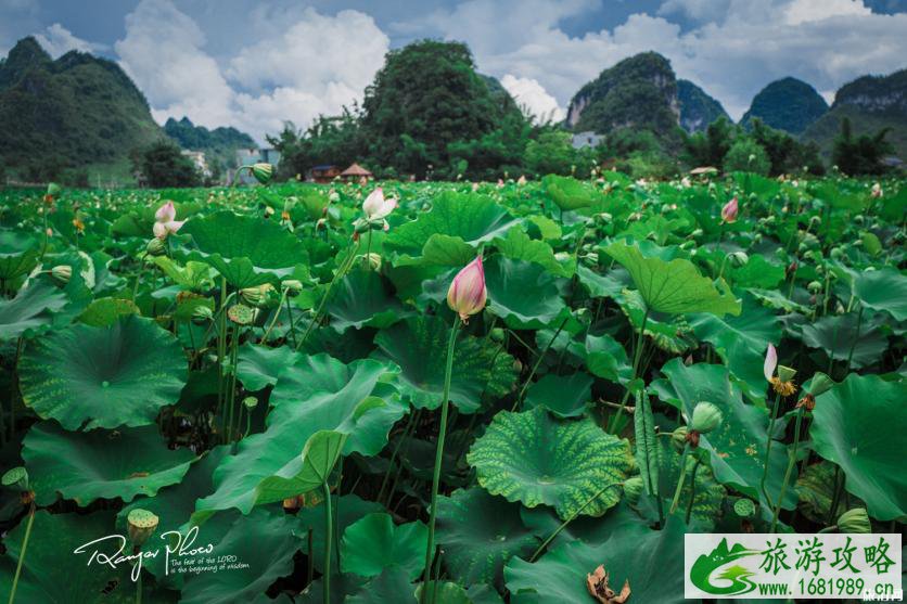 普者黑最佳旅游季节