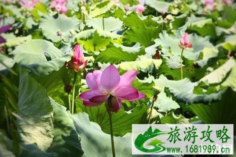 2022西湖荷花什么时候开花 西湖荷花哪里好看