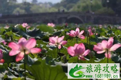 2022西湖荷花什么时候开花 西湖荷花哪里好看