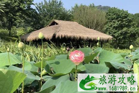 2022西湖荷花什么时候开花 西湖荷花哪里好看